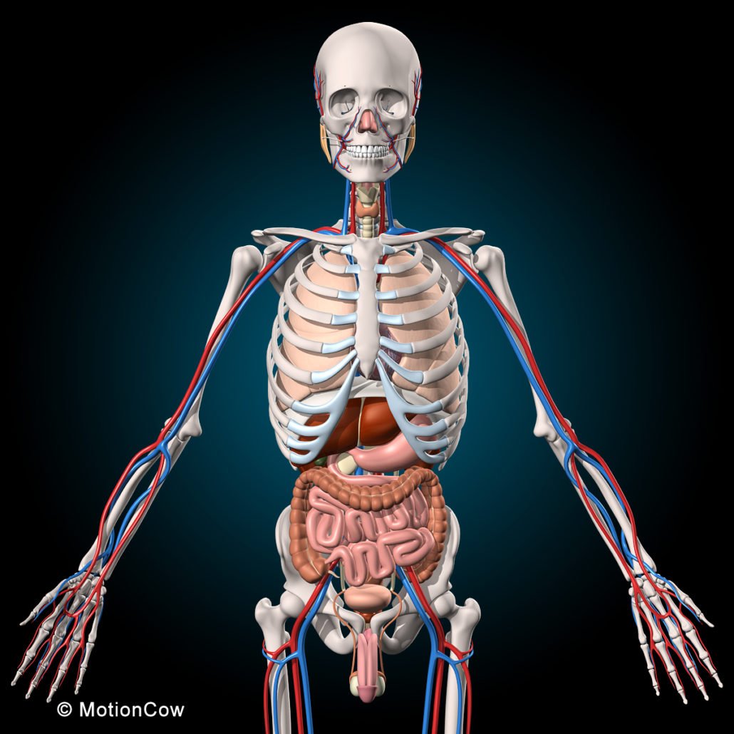 Ultimate Human Anatomy – MotionCow