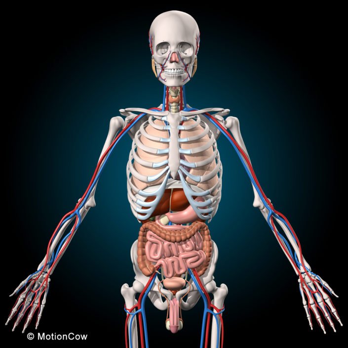 Ultimate Human Anatomy – MotionCow