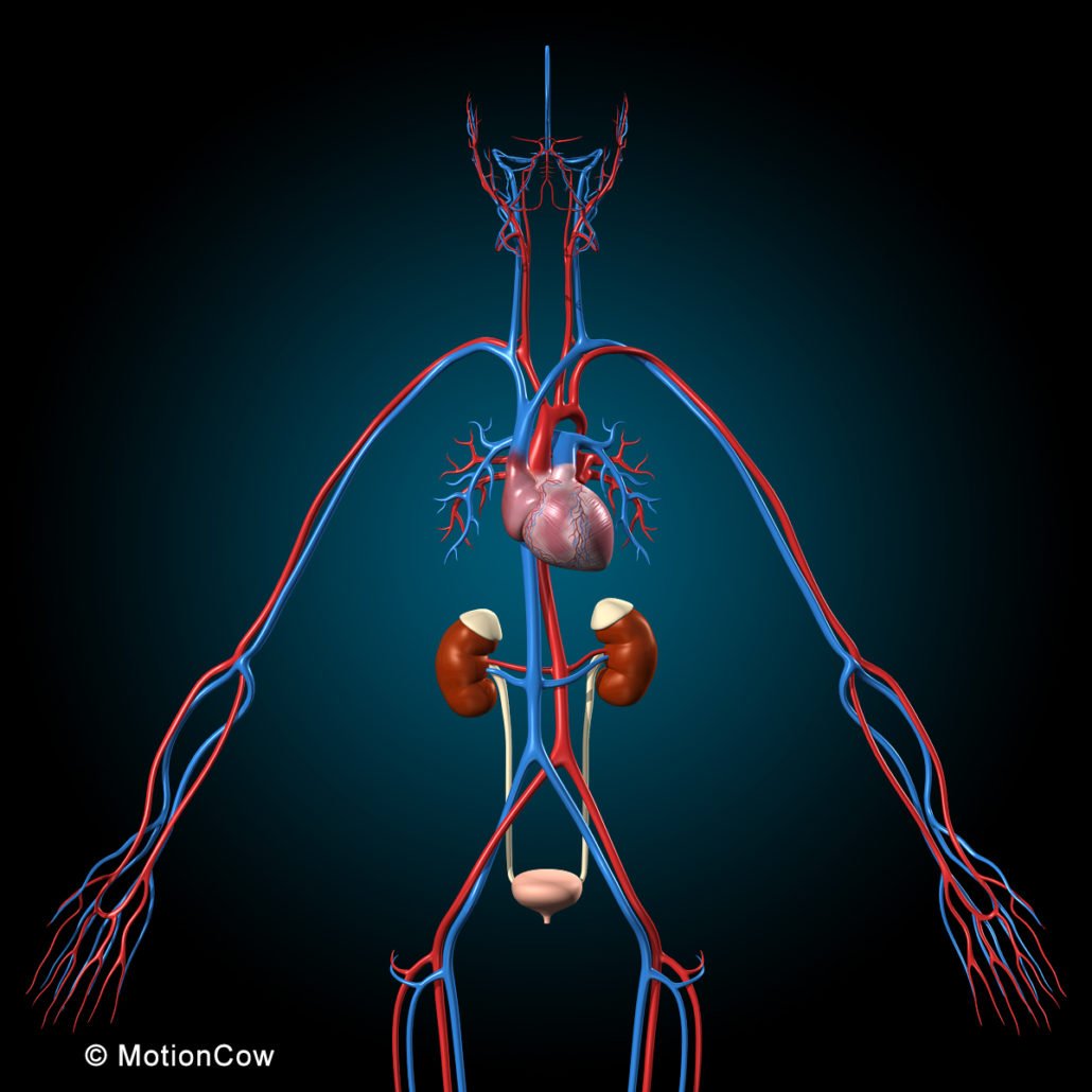 Ultimate Human Anatomy (Rigged) – MotionCow