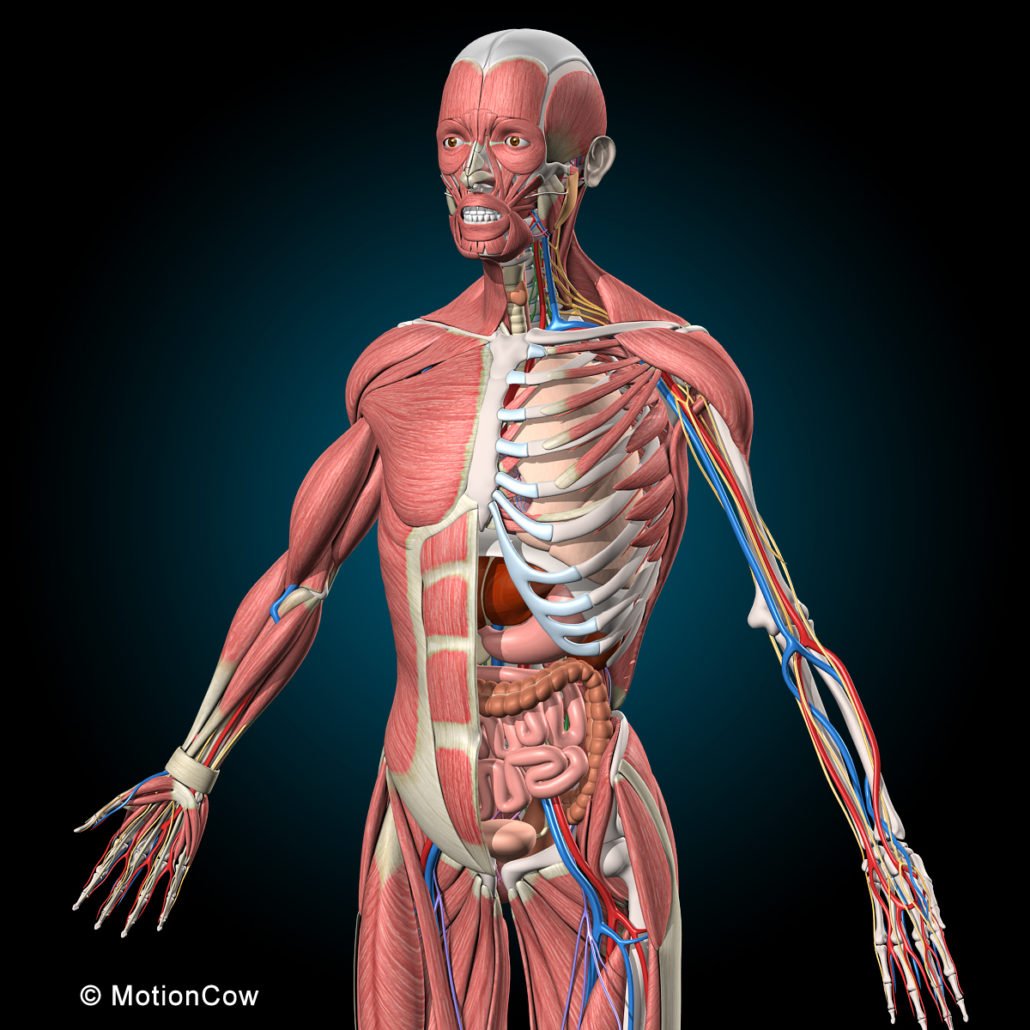 Ultimate Human Anatomy (Rigged) – MotionCow