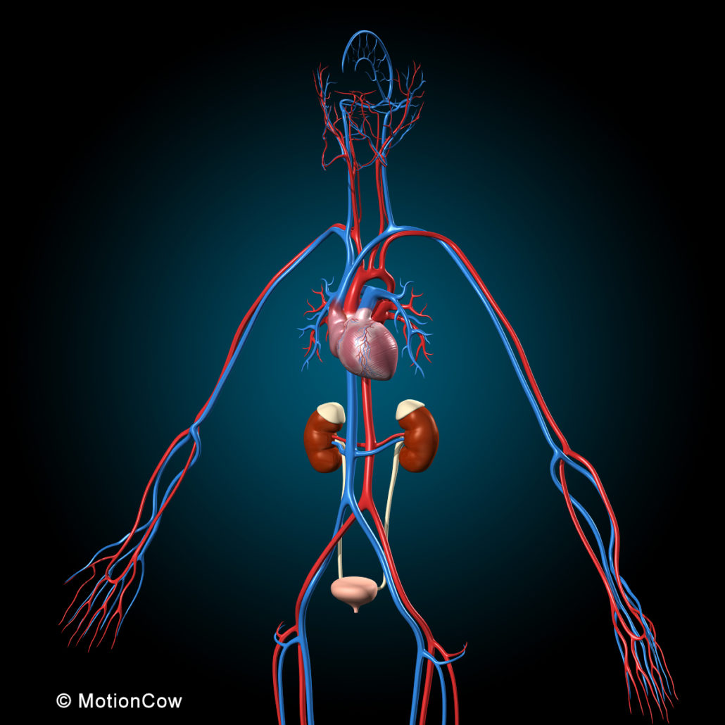 Ultimate Human Anatomy – MotionCow