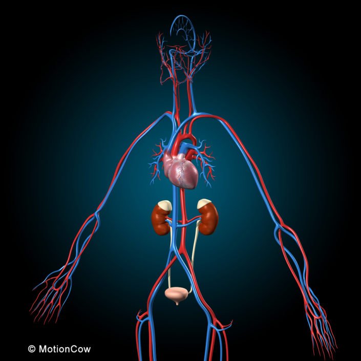 Ultimate Human Anatomy (Rigged) – MotionCow