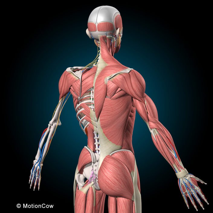 Ultimate Human Anatomy – MotionCow