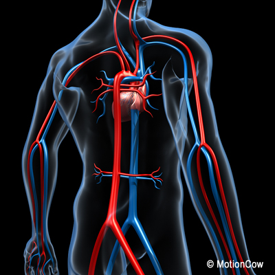 Human Cardiovascular System – MotionCow