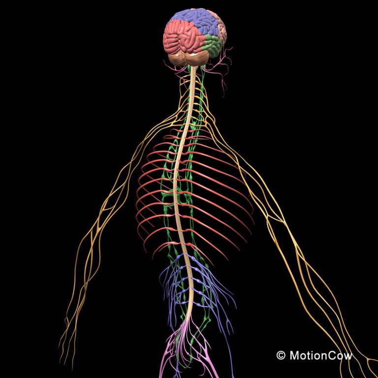 Skeleton, Anatomy & Nervous System ( Rigged ) – Motioncow