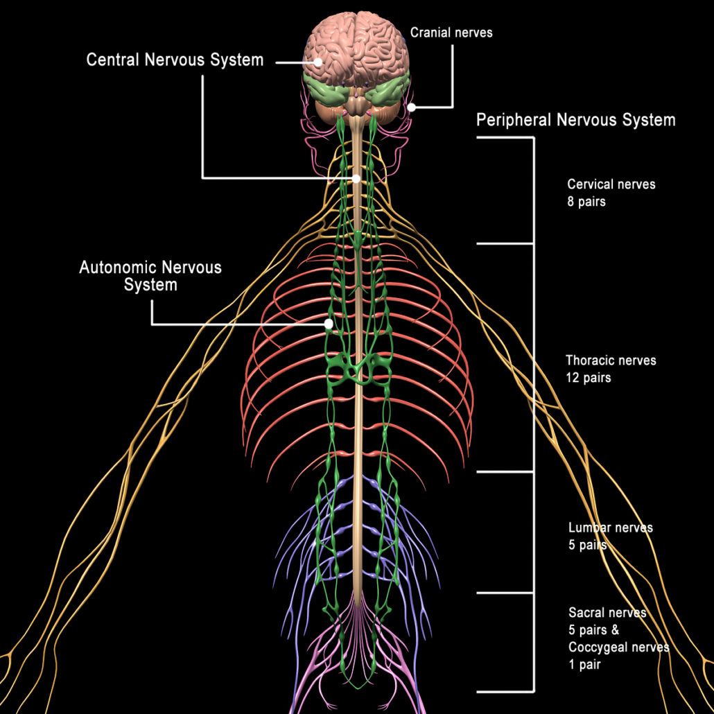 Skeleton & Nervous System – MotionCow