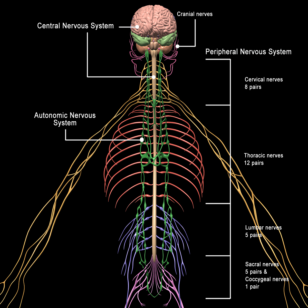 Skeleton, Anatomy & Nervous System ( Rigged ) – MotionCow
