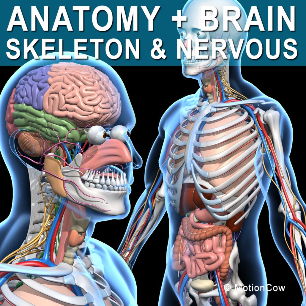 Skeleton, Anatomy & Nervous System – MotionCow