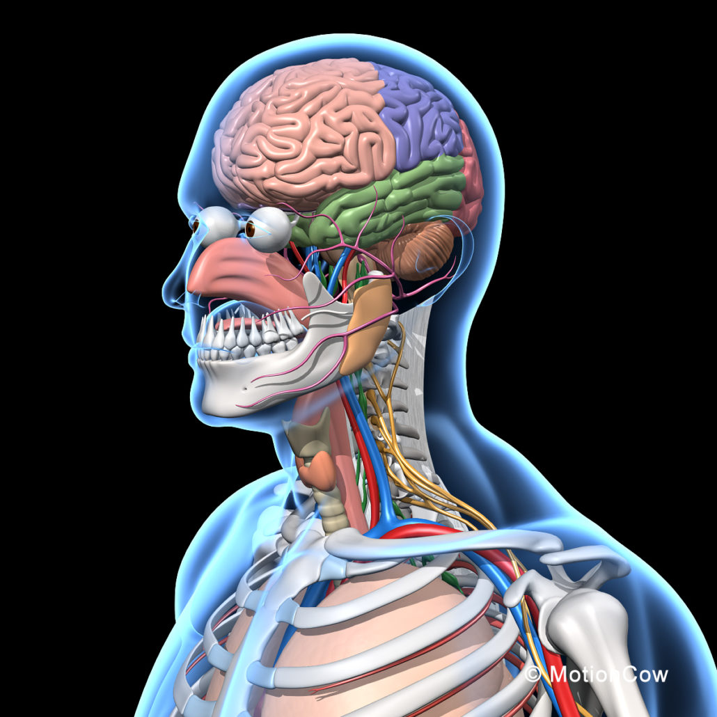 Skeleton, Anatomy & Nervous System – MotionCow