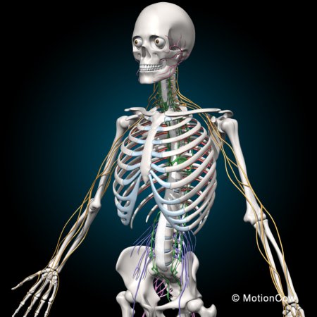 Skeleton & Nervous System – MotionCow