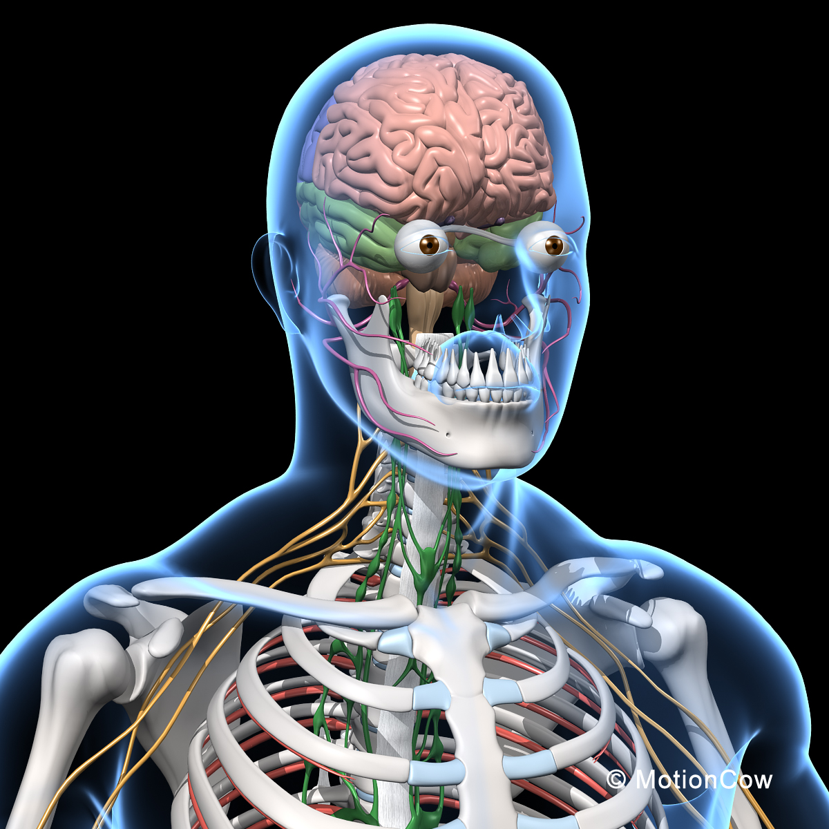 Skeleton & Nervous System – MotionCow