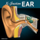 X-Section Ear 3D Model
