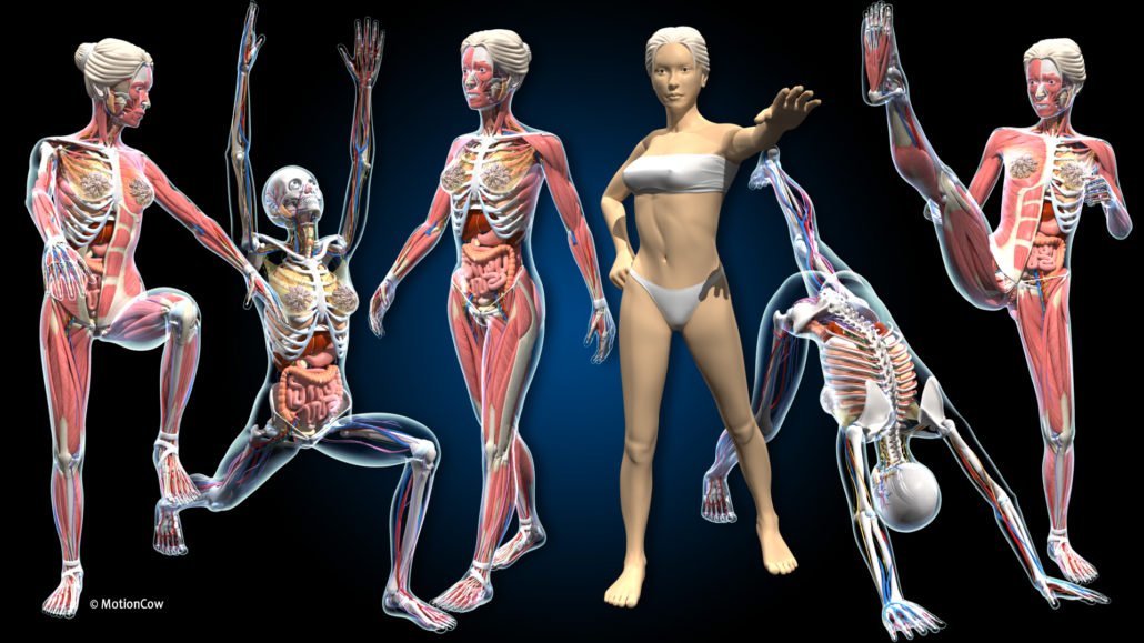 Ultimate Female Anatomy PRO Advanced Rig 50 Animation Poses 